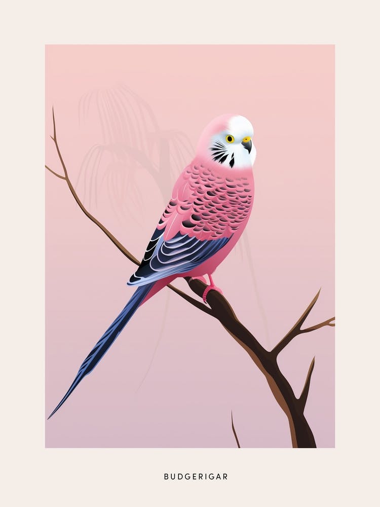 Minimalist Budgerigar 4 Bird Poster