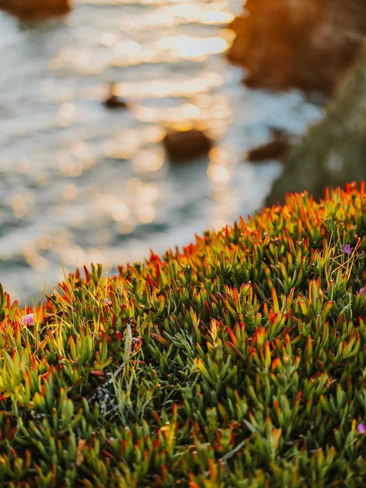 Ice Plant Sunset