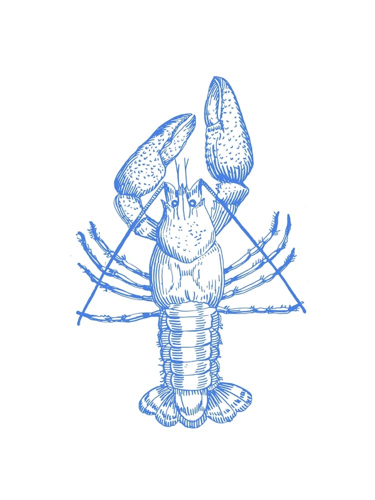 Lobster Illustration