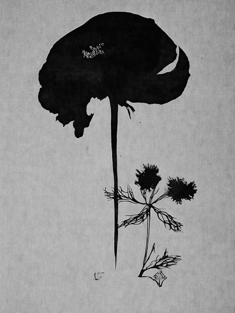 Black And White Flower 44