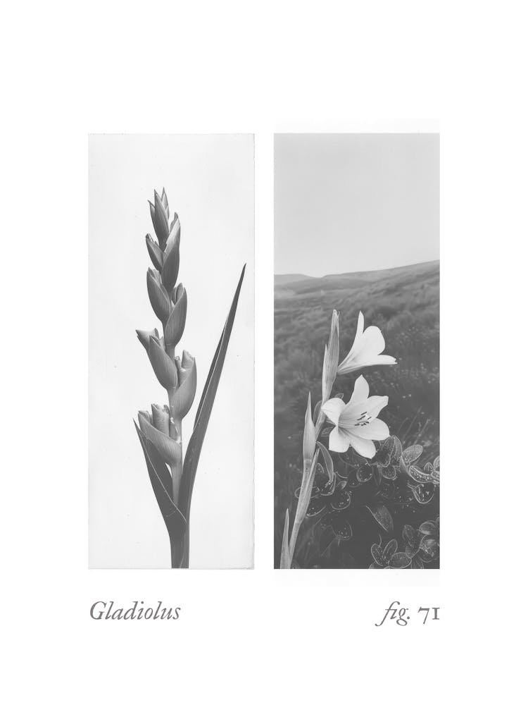 Gladiolus Botanical Collage 1