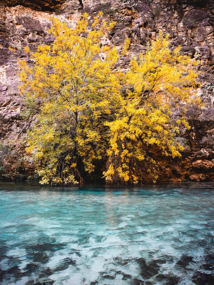 Turquoise Water Yellow Tree