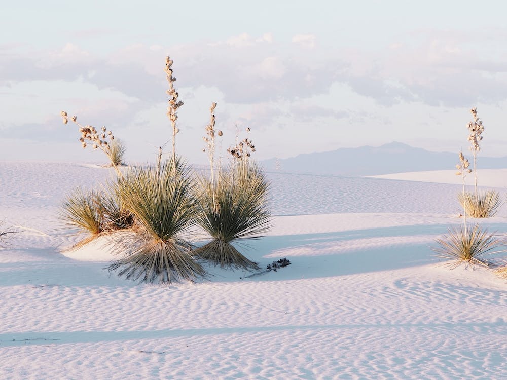 Yucca Plants In White Sand