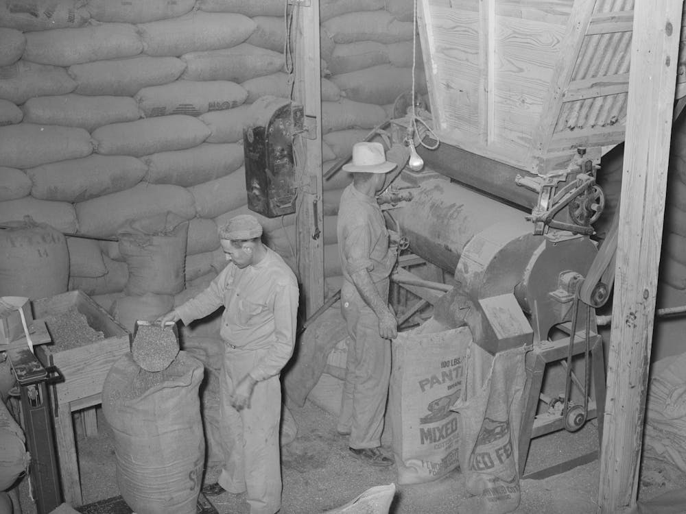 Filling Bags With Feed Made From Peanut Shells And Strap Molasses,Peanut Shelling Plant, Comanche, Texas By
