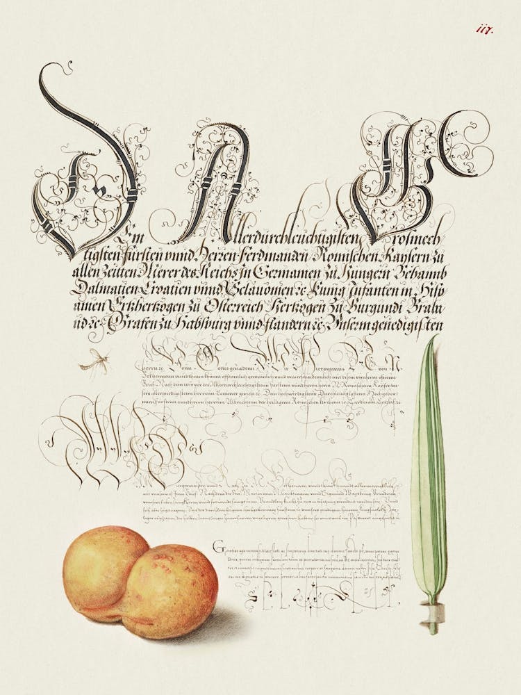 Mayfly, Apricot, And Reed Grass From Mira Calligraphiae Monumenta, Joris Hoefnagel