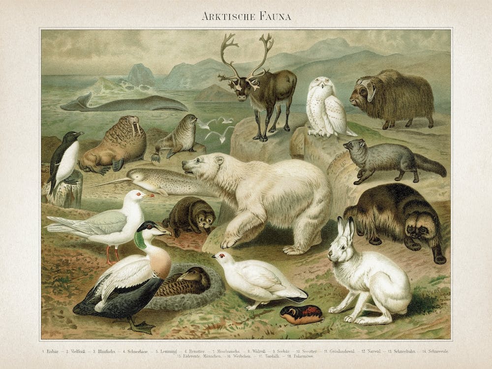 Vintage Meyers 4 Arktische Fauna