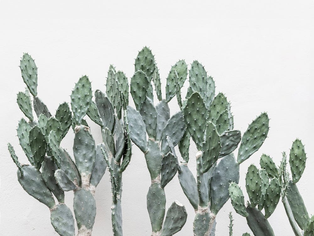 Cacti Succulent