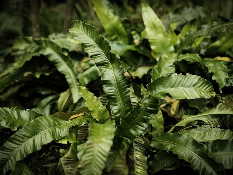 Botanical Tropical Leaves // Nature Photography