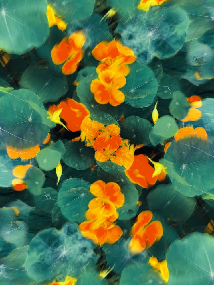 Abstrakte Blumenunschärfe Grün Orange