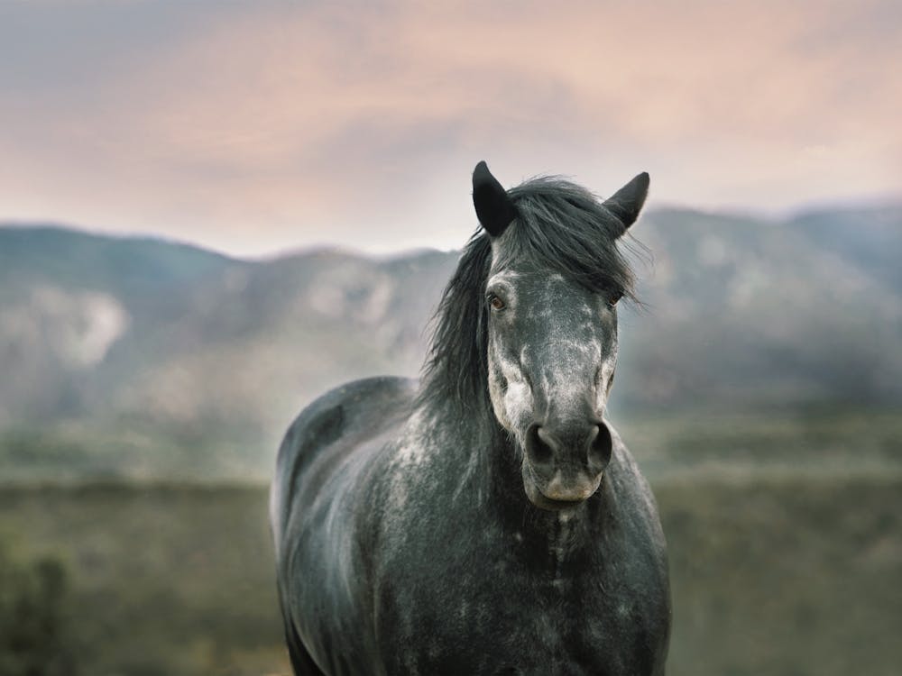 Gray Horse At Sunset