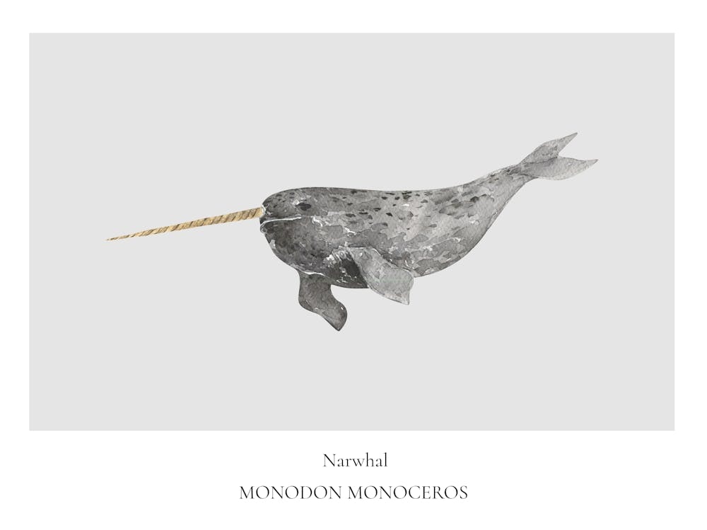 Narwhal