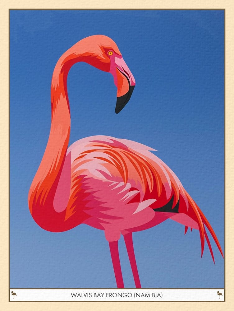 Greater Flamingo Walvis Bay Erongo Namibia Tropical Illustration 4 Poster