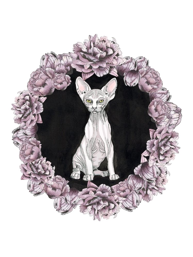 Sphynx Cat