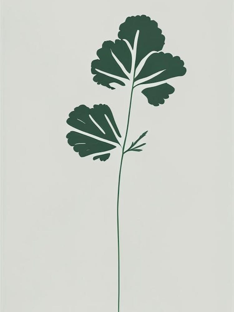 Cilantro Herb Simplicity