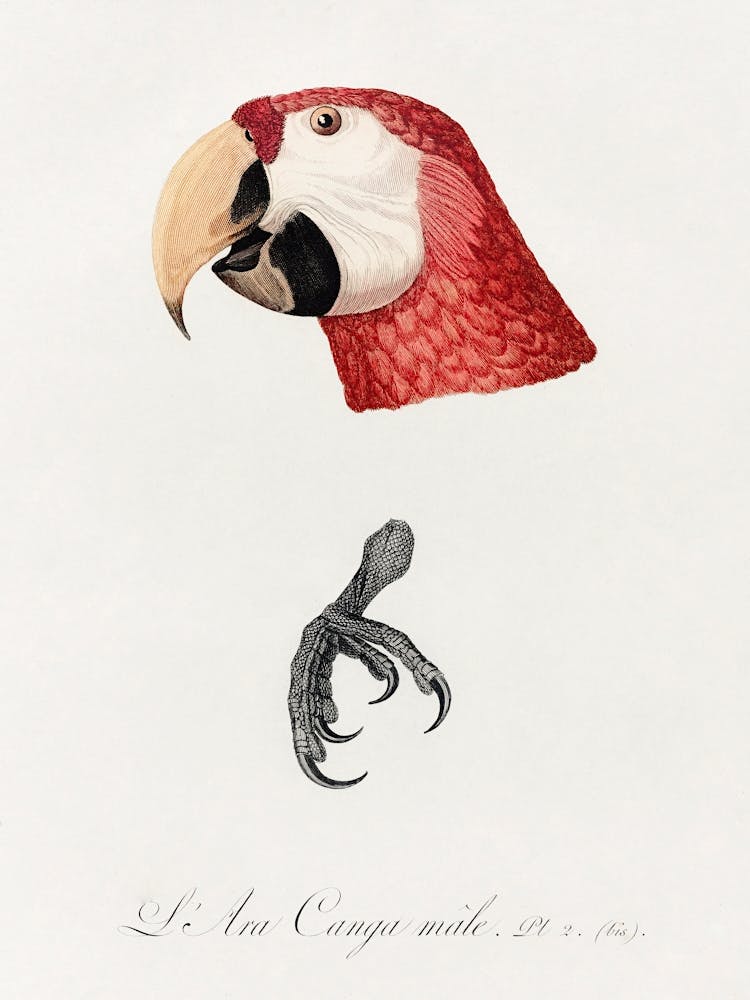 Ara Canga, Male From Natural History Of Parrots, Francois Levaillant