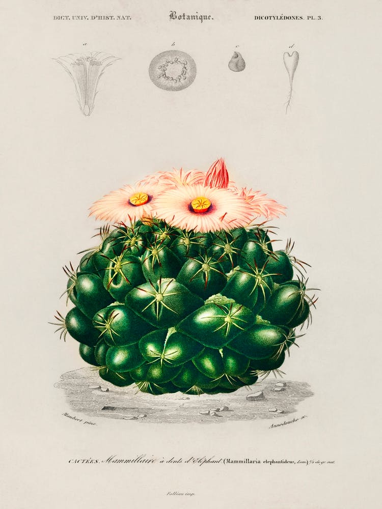 Starry Ball (Mammillaria Elephantidens), Charles Dessalines D' Orbigny