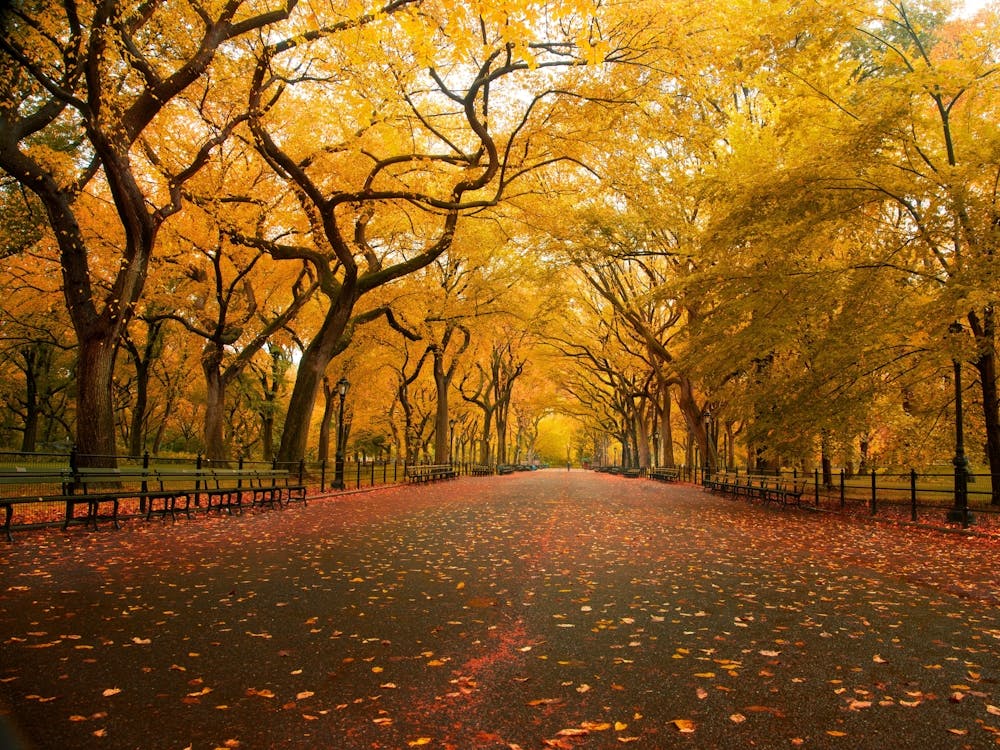 Autumn In Central Park 1