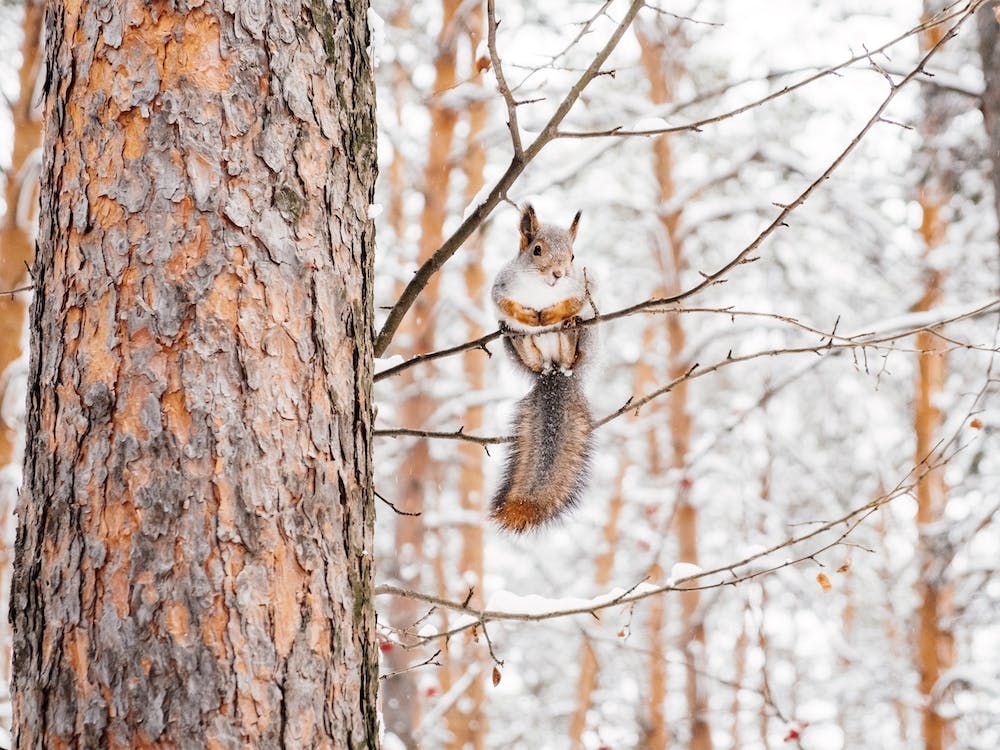 Squirrel In Tree
