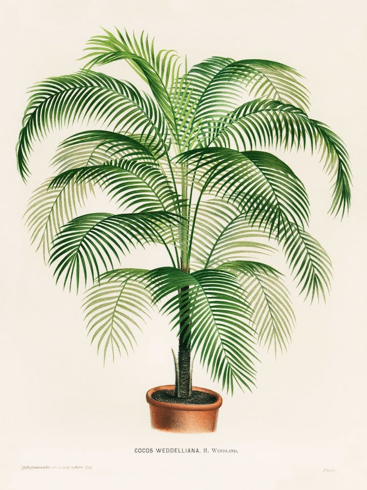 Vintage Kokospalme