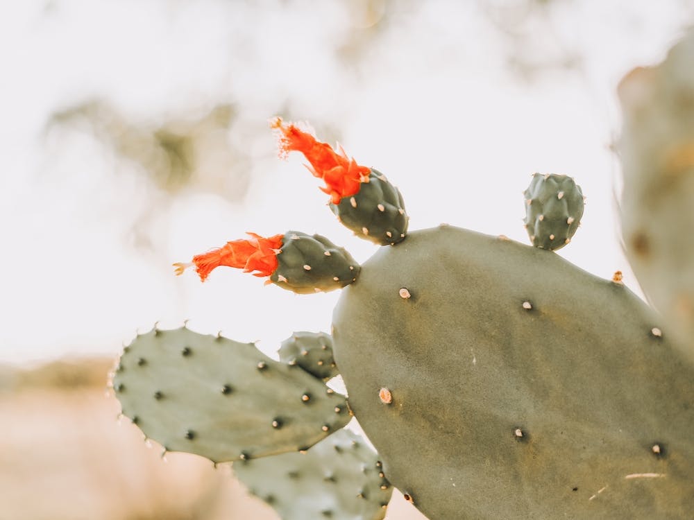 Blooming Cactus