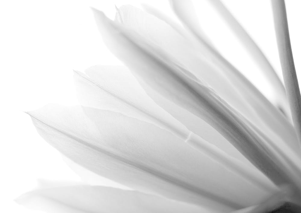 Drachenfrucht in Blüte