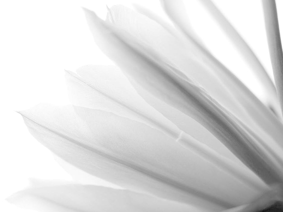 Dragon Fruit In Bloom