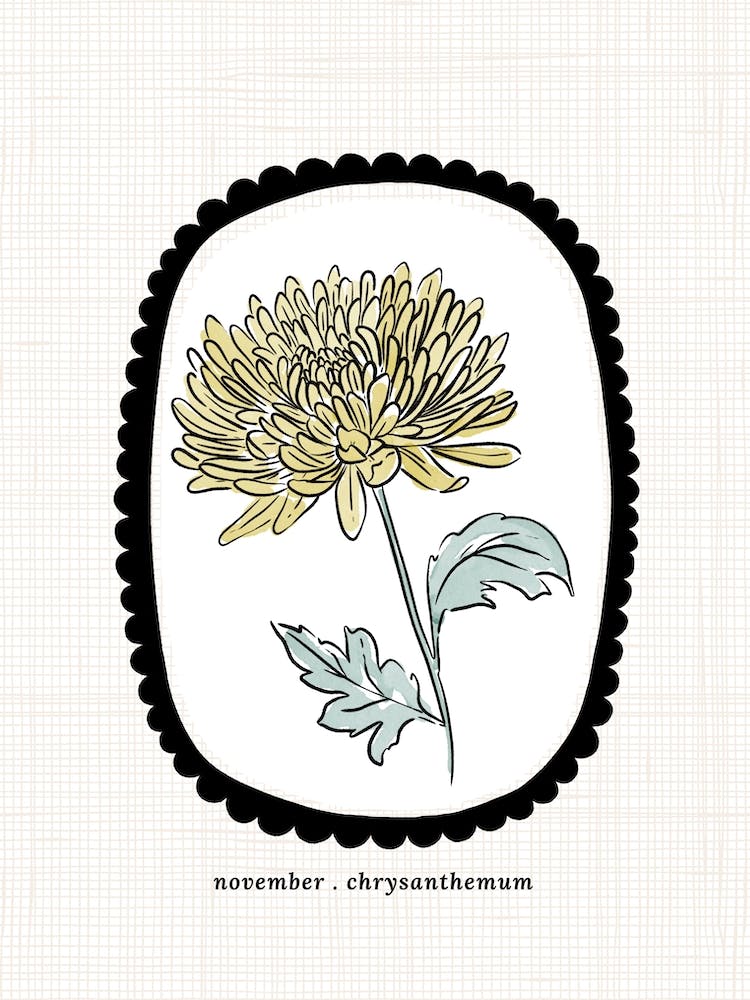 November Chrysanthemum Birth Flower