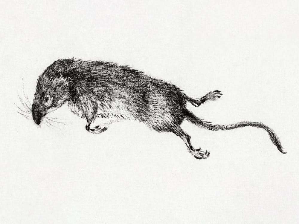 Death Mouse, Jean Bernard