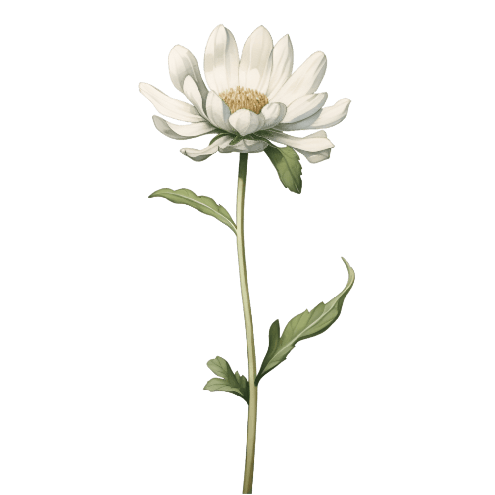 White Daisy