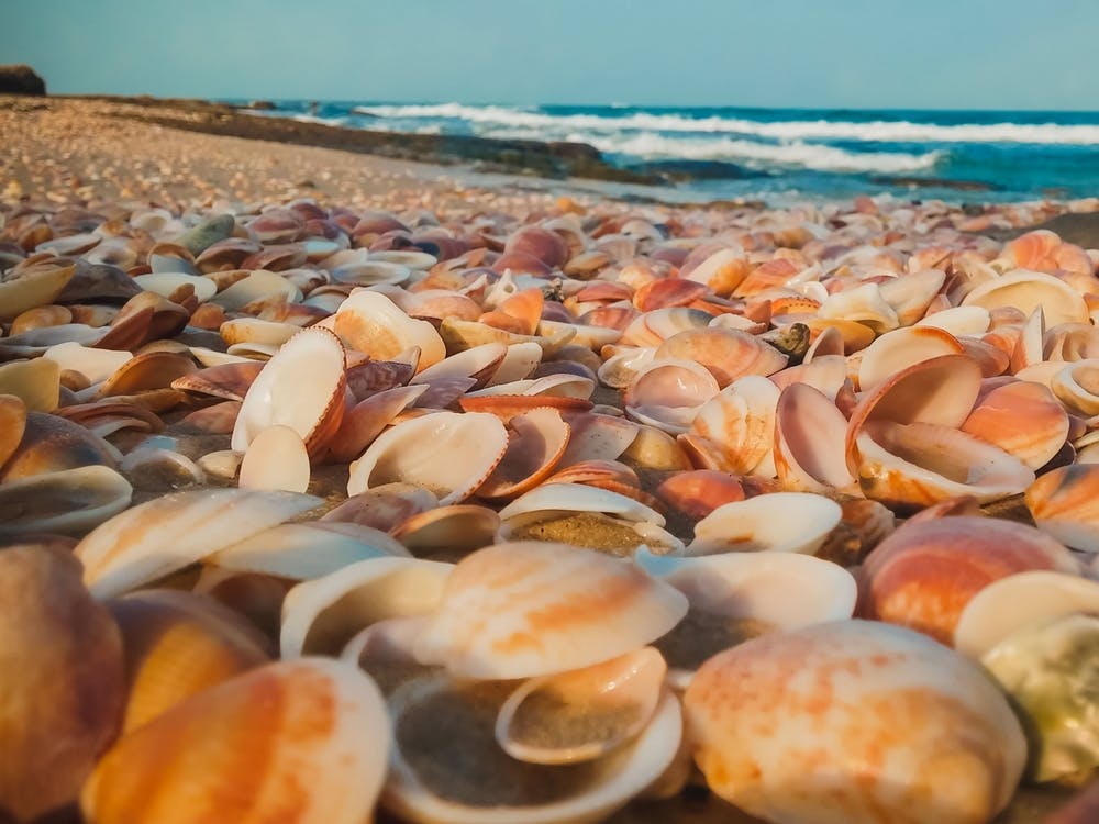 Sea Shells On The Beach 3