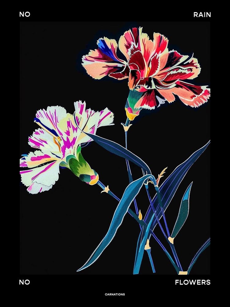 No Rain No Flowers Poster Carnation Dianthus 1