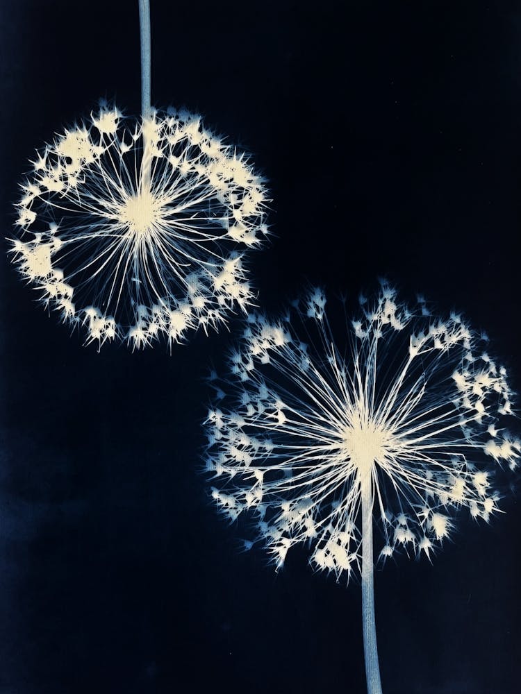 Blue white alliums