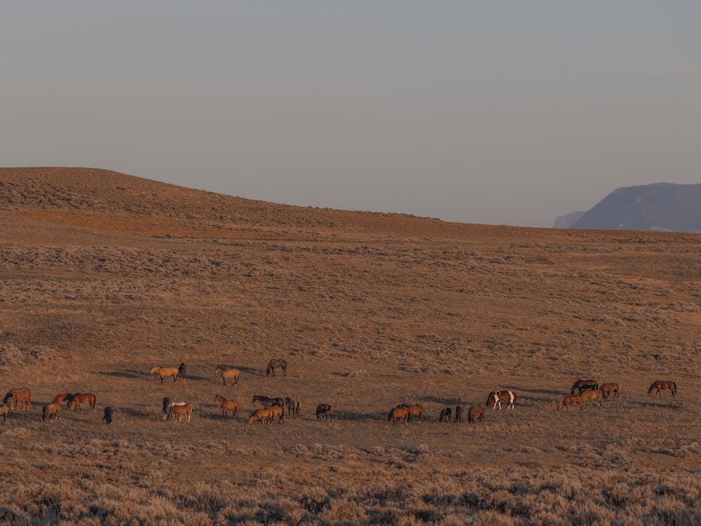 Horse Herd On Hillside
