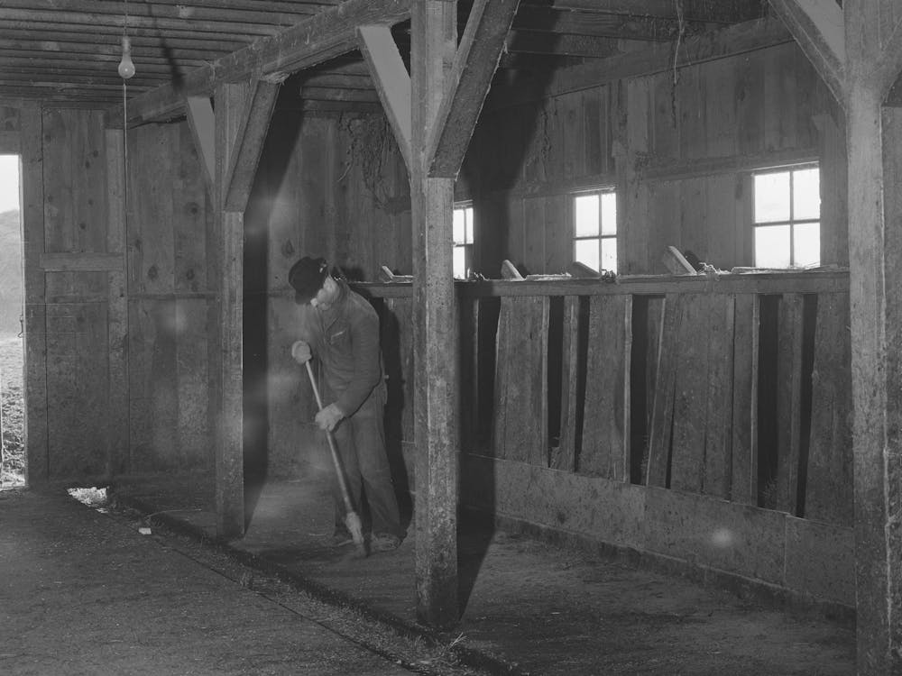Lee Wagoner Sweeps Up His Milking Barn, Black Canyon Project, Canyon County, Idaho By Russell Lee