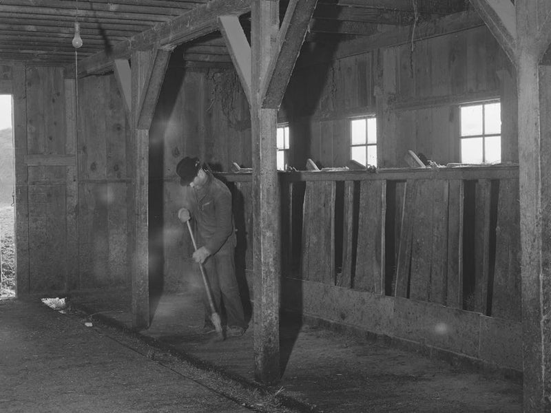 Lee Wagoner Sweeps Up His Milking Barn, Black Canyon Project, Canyon County, Idaho By Russell Lee