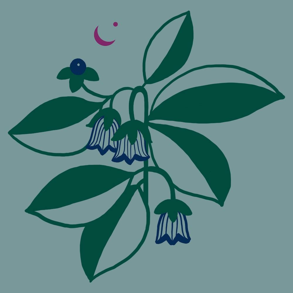 Belladona Winter Square