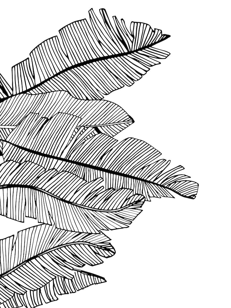 Banana Leaves V Line