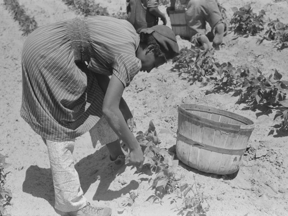 Landwirtschaftlicher Tagelöhner beim Bohnenpflücken auf dem Feld nahe Muskogee, Oklahoma von Russell Lee