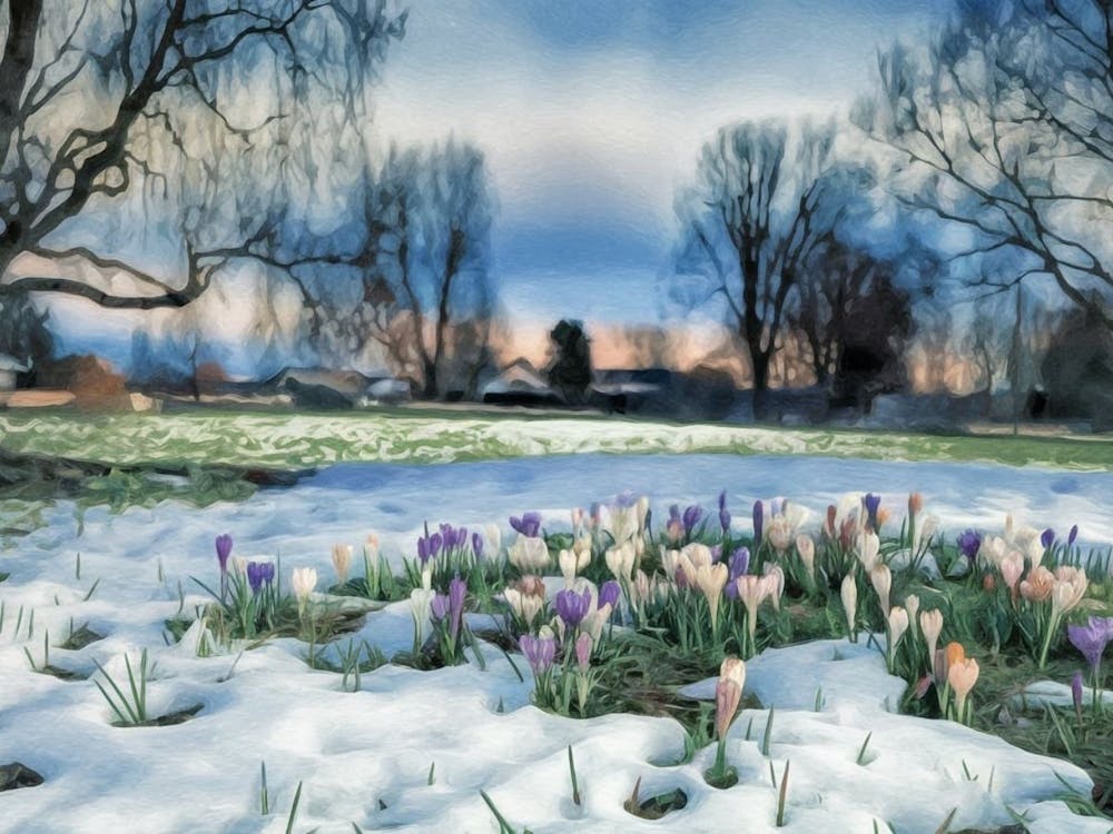 Spring's Gentle Awakening - Crocus Flowers Breaking Through Snow