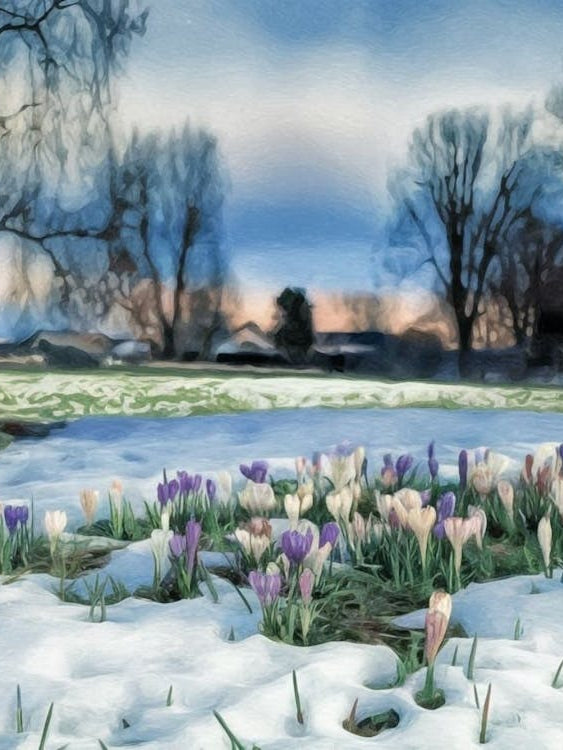 Spring's Gentle Awakening - Crocus Flowers Breaking Through Snow