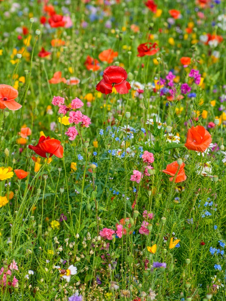 Field of Wild Flowers 2
