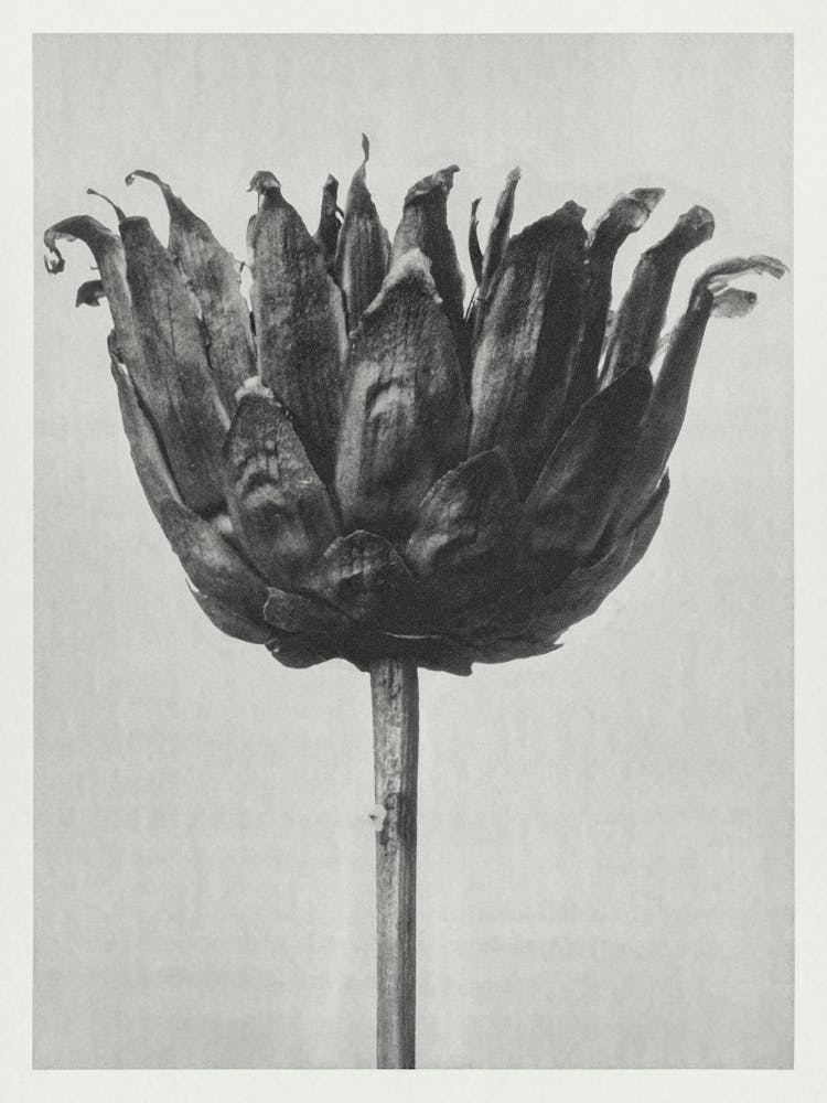 Star Thristle (1928), Karl Blossfeldt