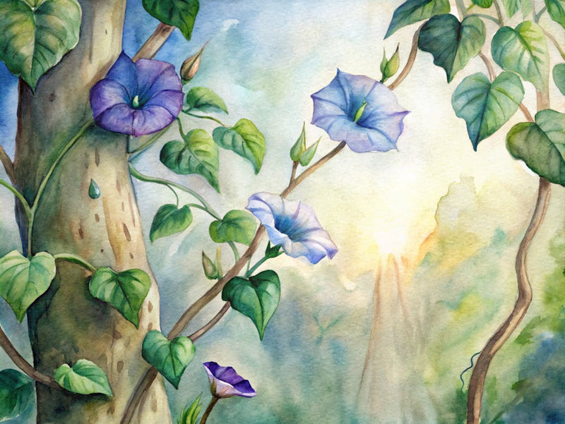 Morning Glory
