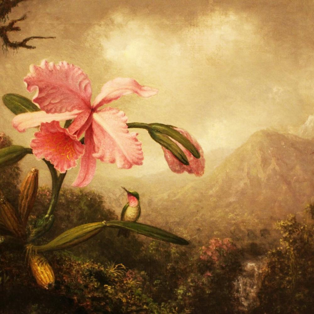 Hummingbird And Orchid