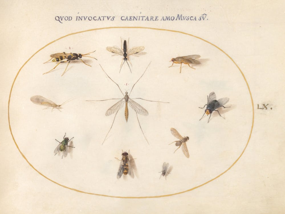 Flies and Other Insects (c. 1575-1580), Joris Hoefnagel