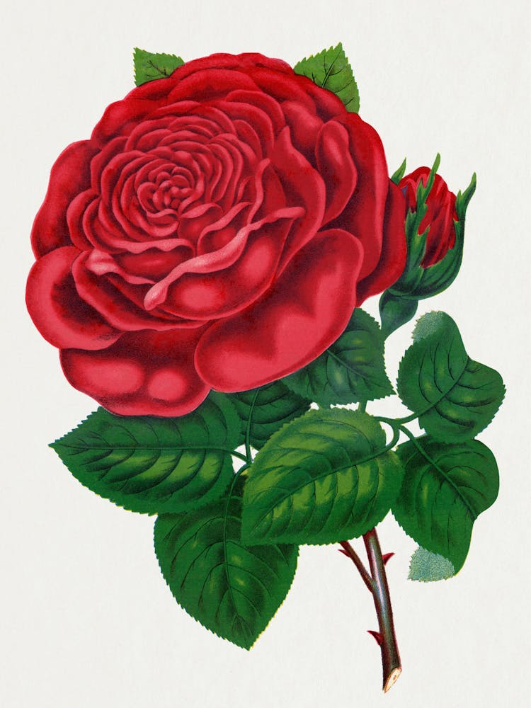 Rose Stock Videos & Royalty-Free Footage