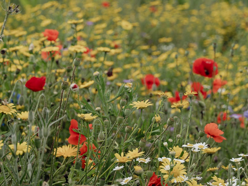 Wildflowers 1