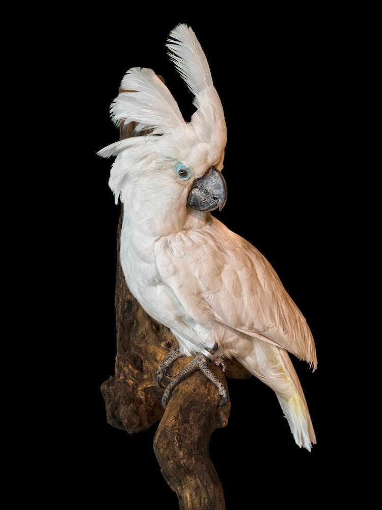 White Cockatoo