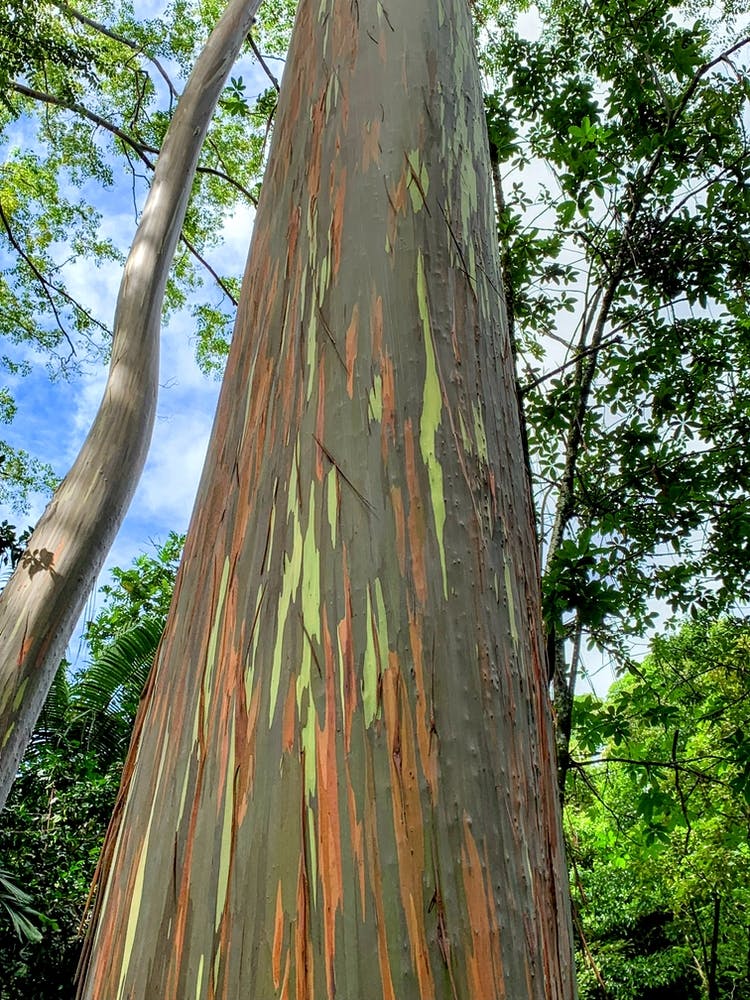 Eucalyptus Tree On The Road To Hanna (Maui Series)