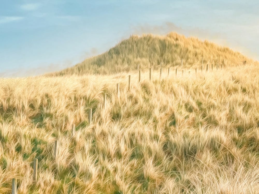 Fence Through Sand Dunes